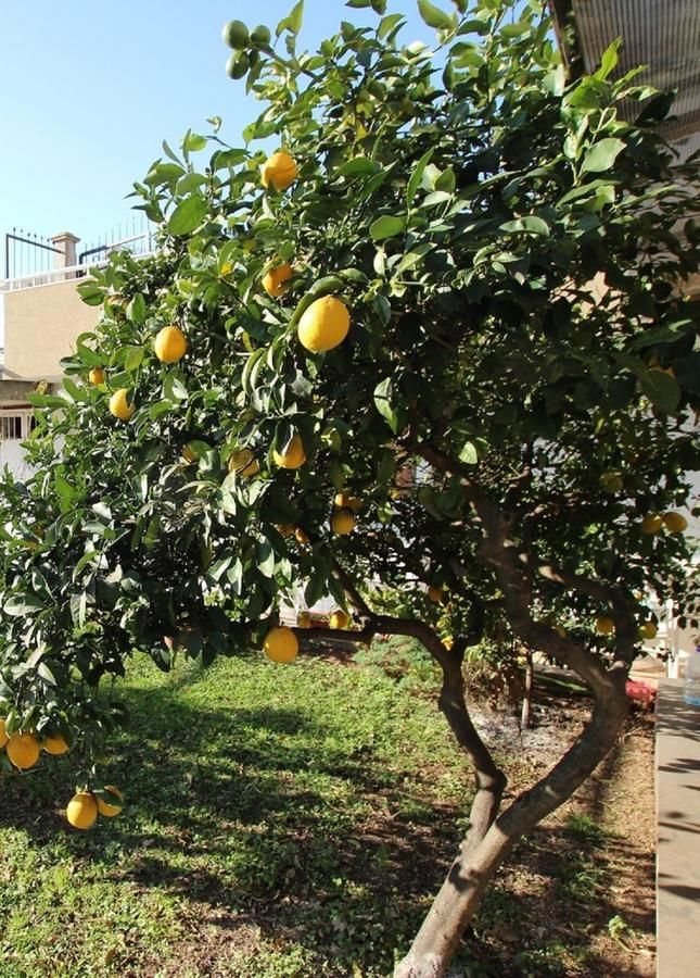 Апартаменты Apartment Milica Петровац-33