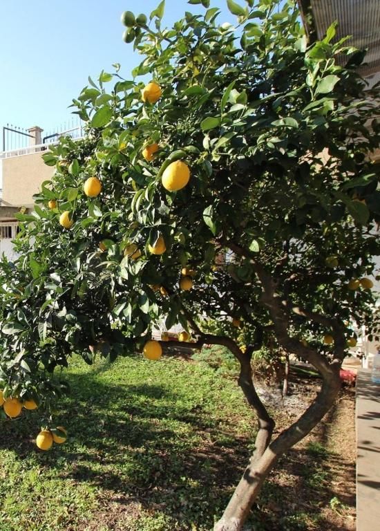 Апартаменты Apartment Milica Петровац-58