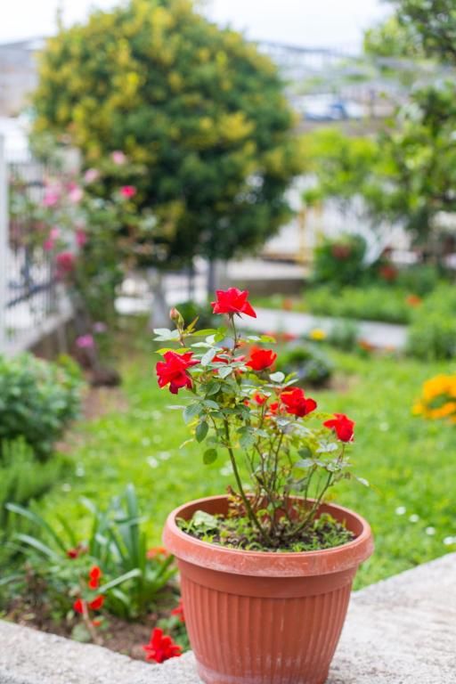 Апартаменты Apartment Milica Петровац-69