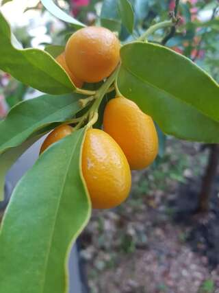 Апартаменты Apartment Milica Петровац Апартаменты Делюкс-25