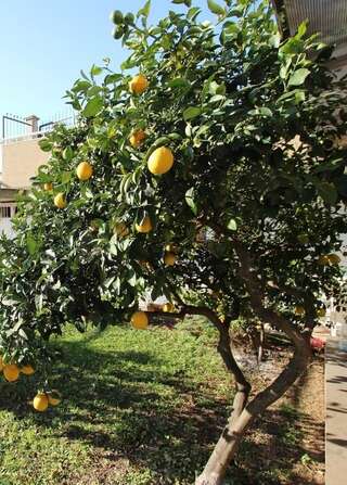 Апартаменты Apartment Milica Петровац Апартаменты Делюкс-30