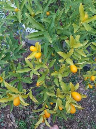 Апартаменты Apartment Milica Петровац Апартаменты Делюкс-63