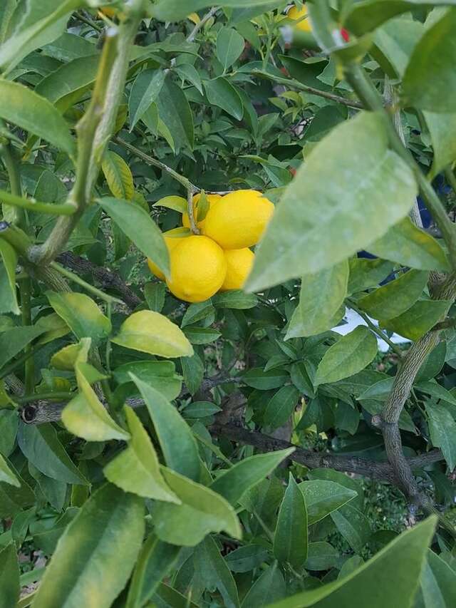 Апартаменты Apartment Milica Петровац-28