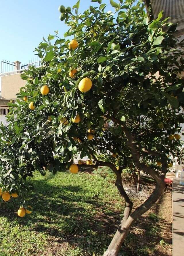 Апартаменты Apartment Milica Петровац-32