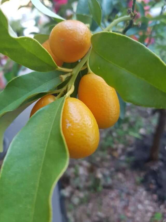 Апартаменты Apartment Milica Петровац-64